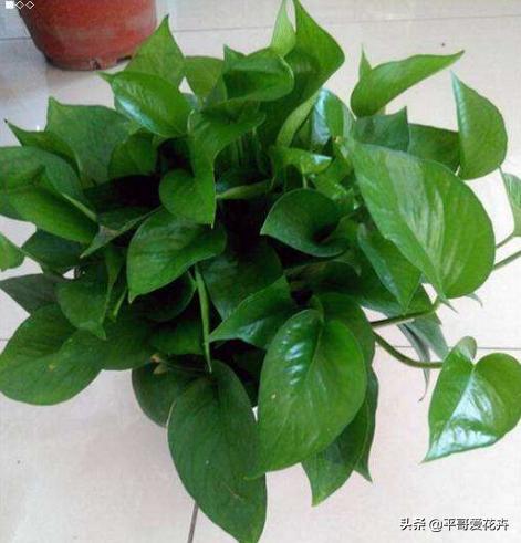 鐜嬪ぇ濡堝吇缁胯悵缁忛獙,鍚村ぇ濡堝吇缁胯悵鏂规硶