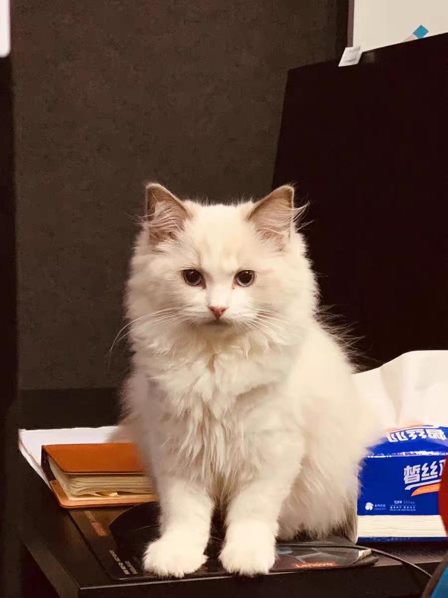 布偶猫适合吃什么猫粮便宜,布偶猫吃什么猫粮比较实惠