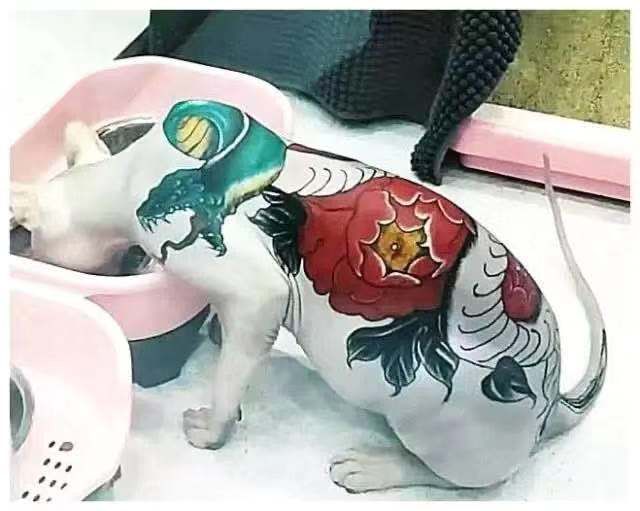 无毛猫为什么那么恶心,无毛猫很难让人接受