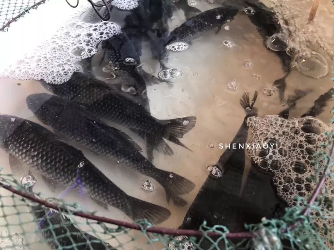 清汤鱼要怎么煮汤才会白,如何让鱼煮得更白汤