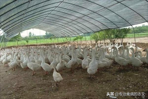 养殖简易大棚搭建成本多少钱一亩,养殖大棚如何节约成本