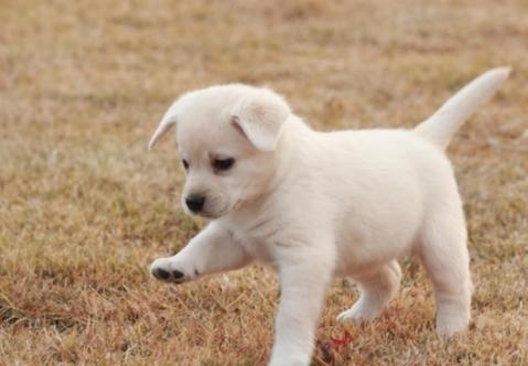 怎么训练狗狗在主人出门后不乱叫,狗狗出门见到狗就叫声大怎么收拾