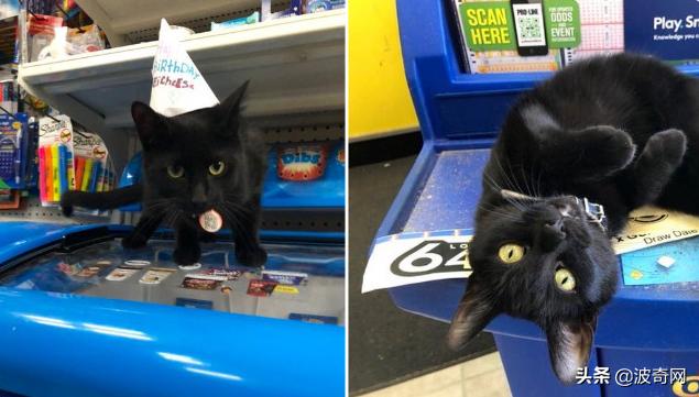 很火的宠物猫名字有哪些,比较出名的宠物猫店铺名字