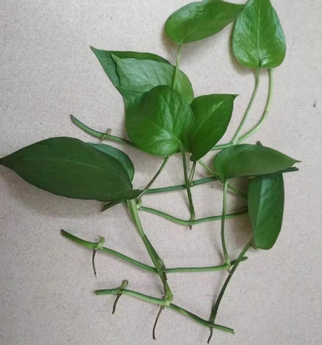 绿萝枝条上长了根，这是好事，不要乱剪，留着用处大