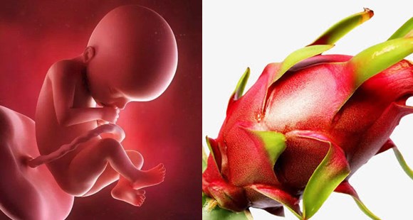 1-40周胎儿发育拍照片记录对比,一张图看懂胎儿发育