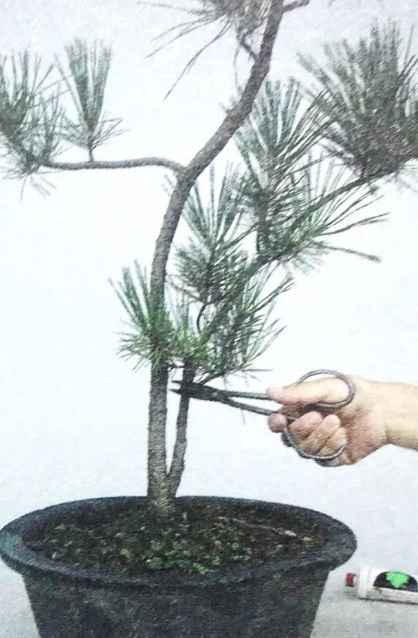 一千元一棵的黑松盆景,1000元左右黑松盆景