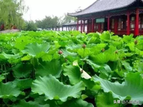 山东夏天值得去的旅游景点,夏天适合去的湖泊