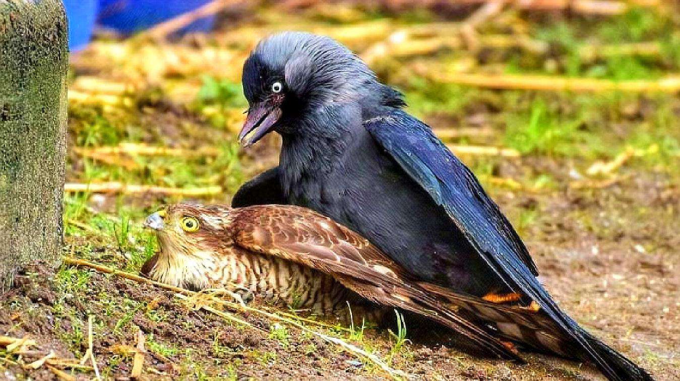 喜鹊吃麻雀幼鸟,喜鹊吃麻雀幼鸟吗