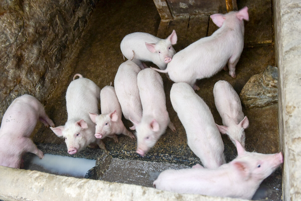 猪斑疹性皮炎怎么治疗,猪渗出性皮炎什么引起