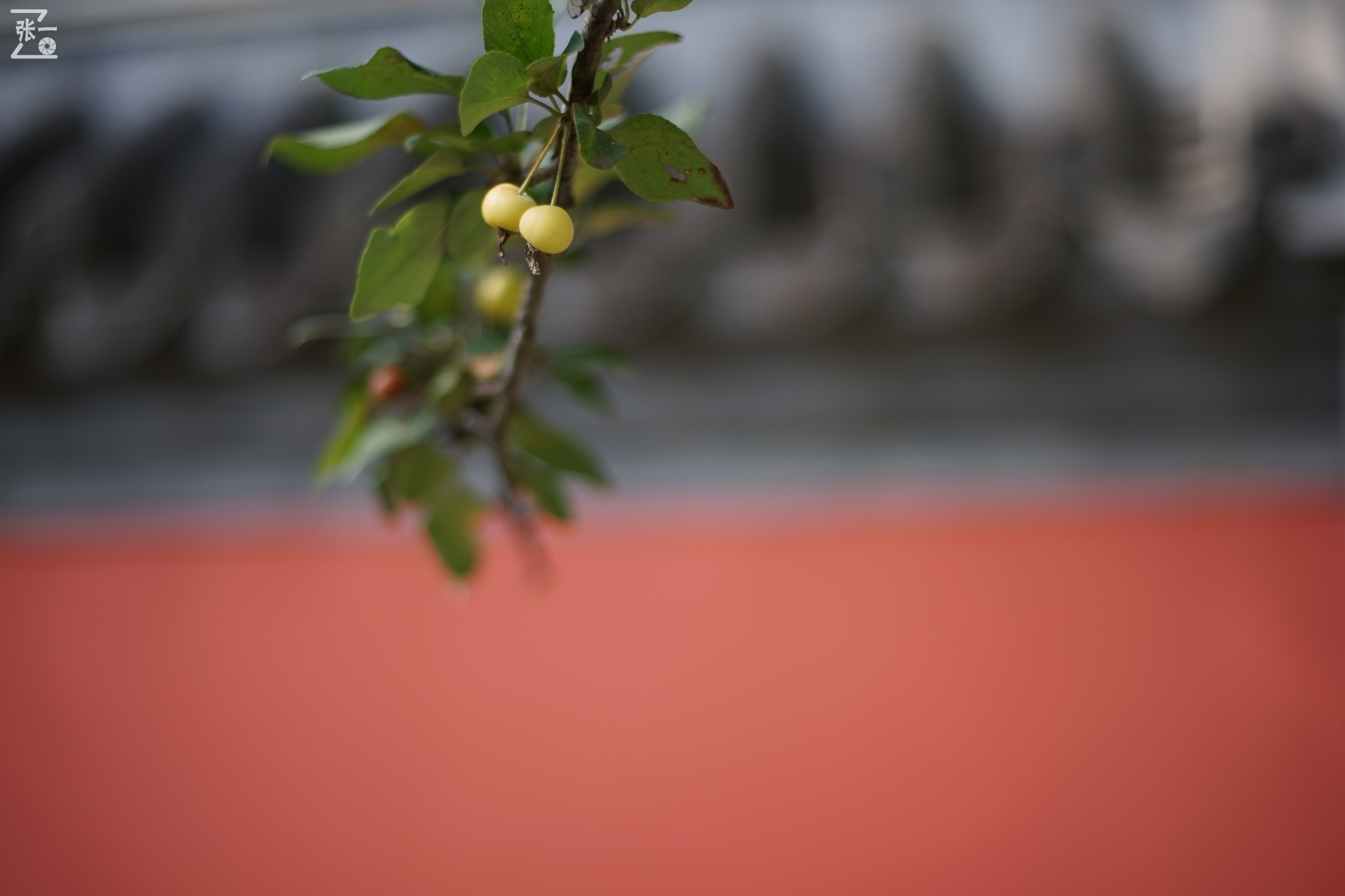 宾得老镜头k系列,老北京镜头