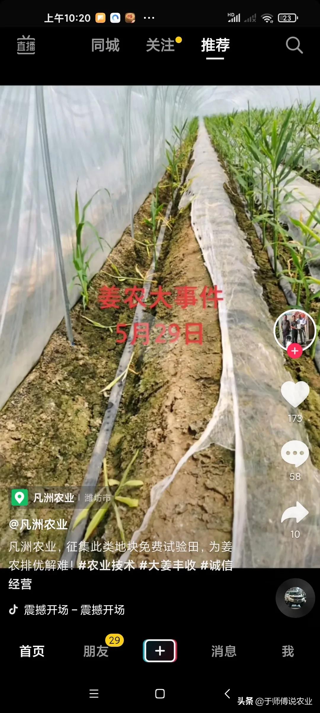 大姜烧苗的补救措施,大姜高温烧苗的补救方法