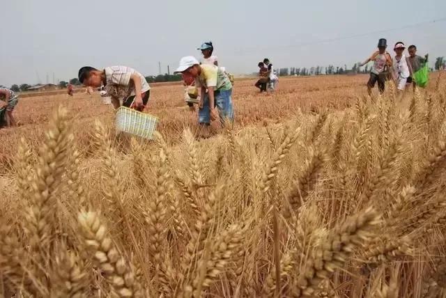 我们曾经放过的麦假