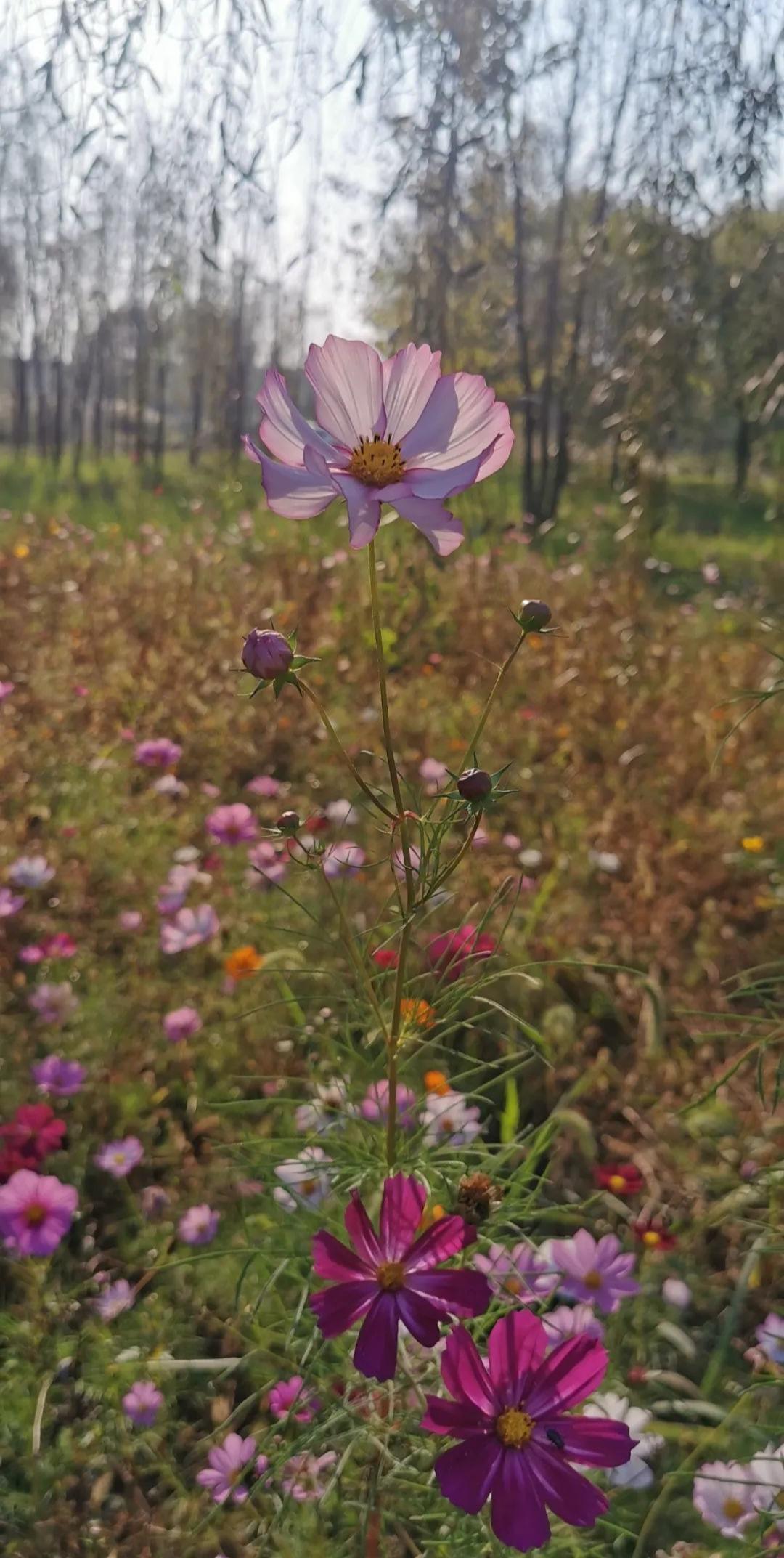 山东王屋湖国家湿地公园,山东最美湿地公园