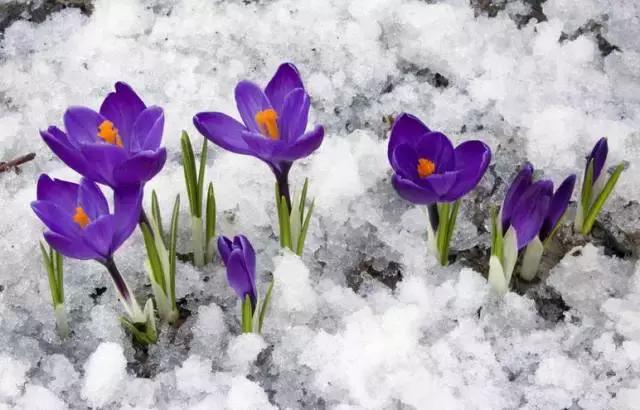 天价名贵药材,最贵的植物排行榜前十名