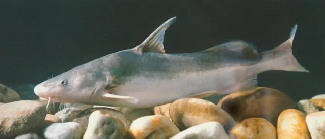 中国最好吃的4大淡水鱼,中国特别好吃的10种淡水鱼