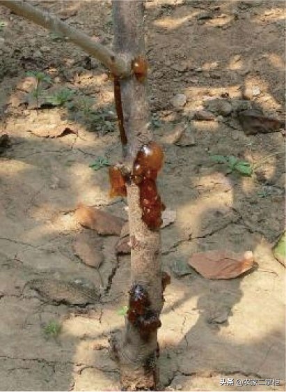 设施甜樱桃花期管理,樱桃种植技术及病虫害防治