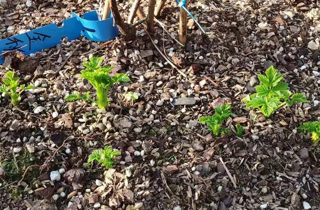 双季树莓和四季树莓,北方双季树莓