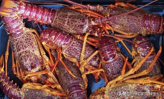 渔民常见捕获海鲜以及价格,野捕海鲜