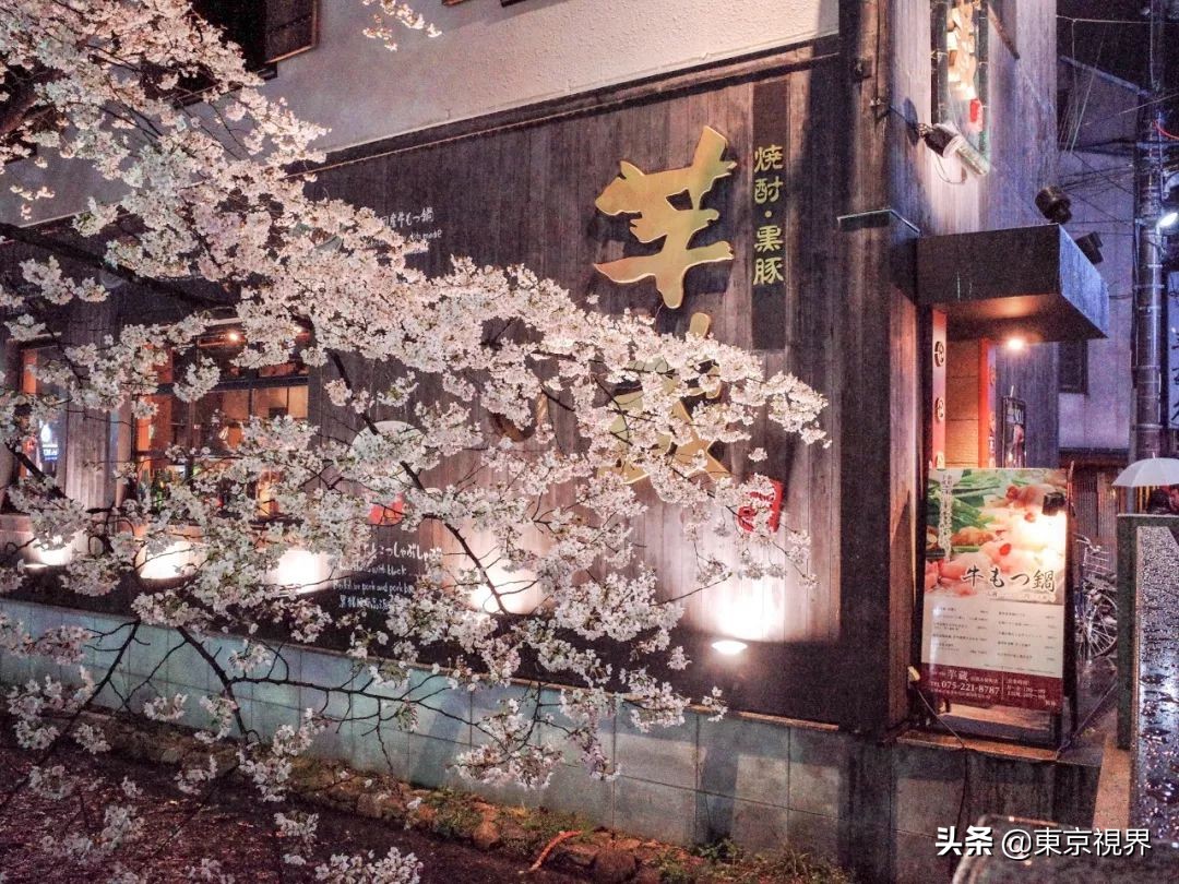 我在京都,攒下一整个春日的绝美樱色送给你。