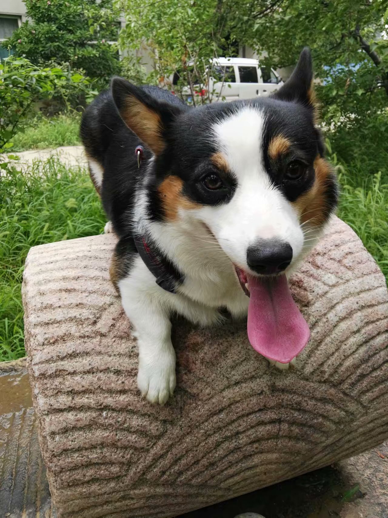 打卡食草堂,打卡素食茶馆餐厅