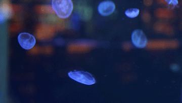 绚丽珊瑚海300+种海底生物，火爆盆友圈的网红打卡圣地就在中山路