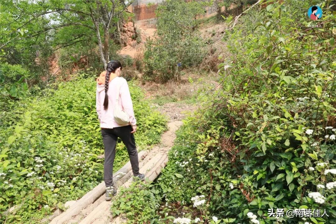 冰岛老寨大秋茶园的茶是真的吗,冰岛五寨之一糯伍什么口感