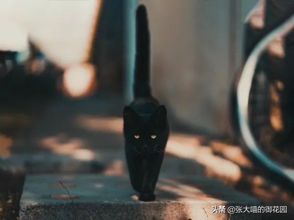 为什么猫咪的胡须不可以剪 (把猫咪的胡须剪掉会成什么样)