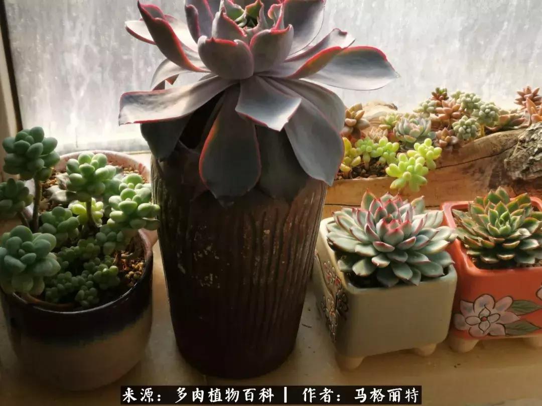 北方阳台多肉怎么过冬,北方阳台多肉