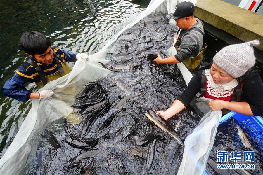 美人鱼白手起家,美人鱼创业