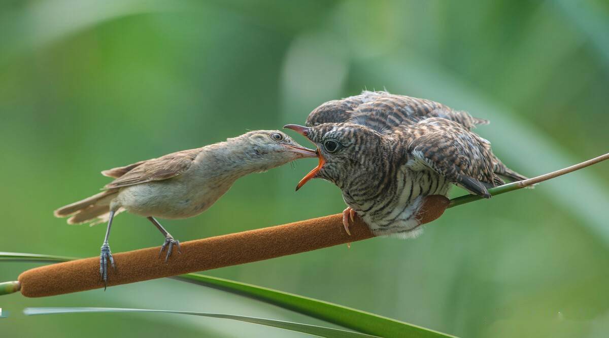 杜鹃鸟蛋被其它鸟扔出窝里,当鸟类发现巢里有杜鹃蛋