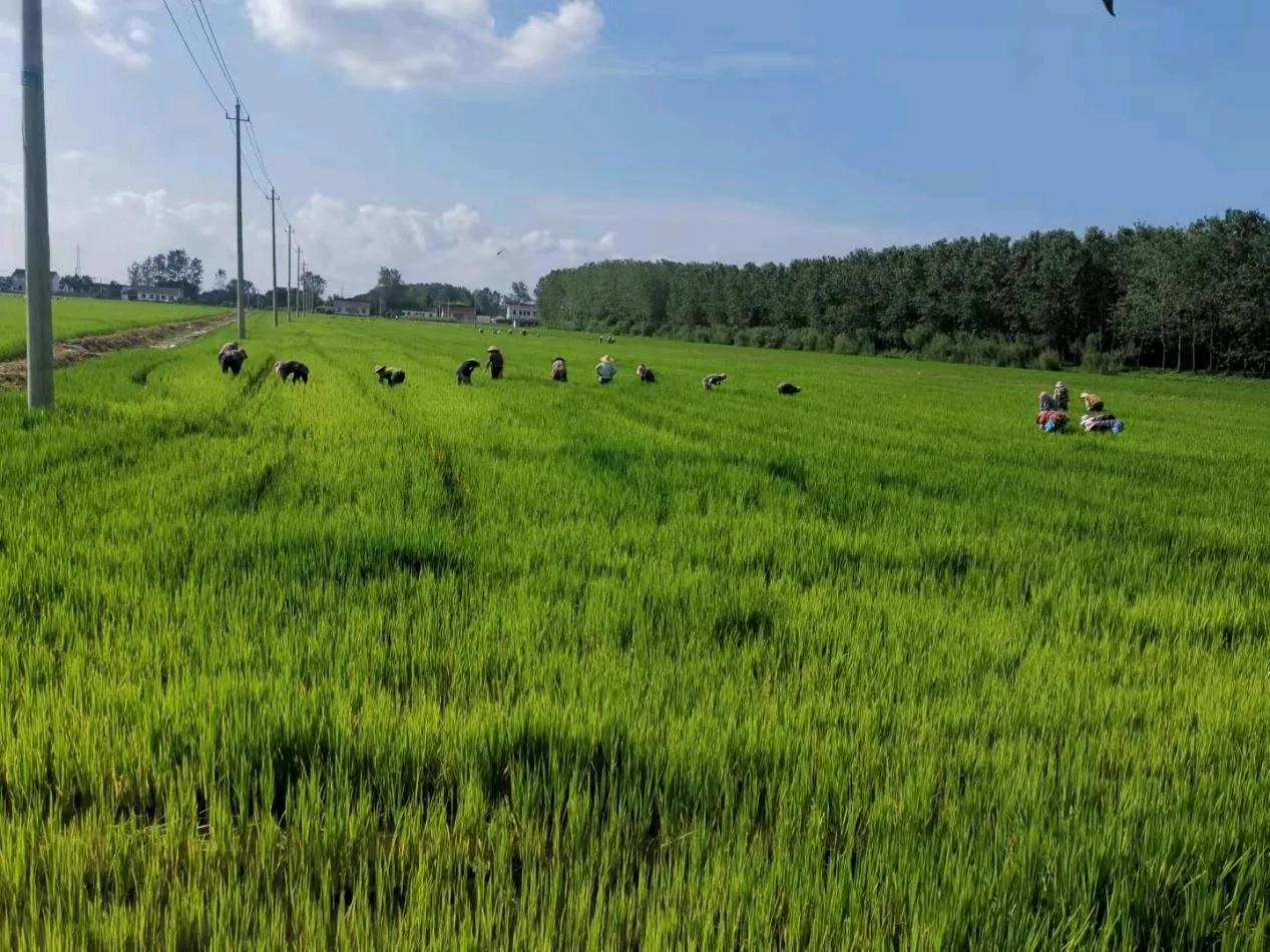 盐城大丰草庙镇：企村携手走上共同富裕幸福路