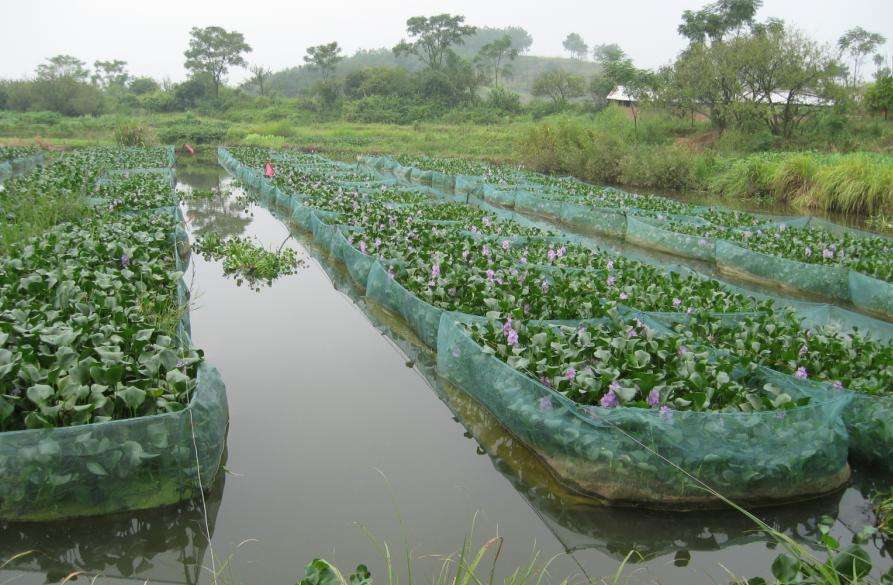 网箱黄鳝养殖成活率一般是多少,黄鳝苗几月买回来养成活率比较高