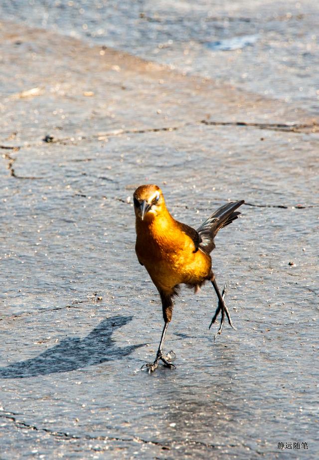 邮轮游记加勒比海,加勒比海邮轮旅游游记