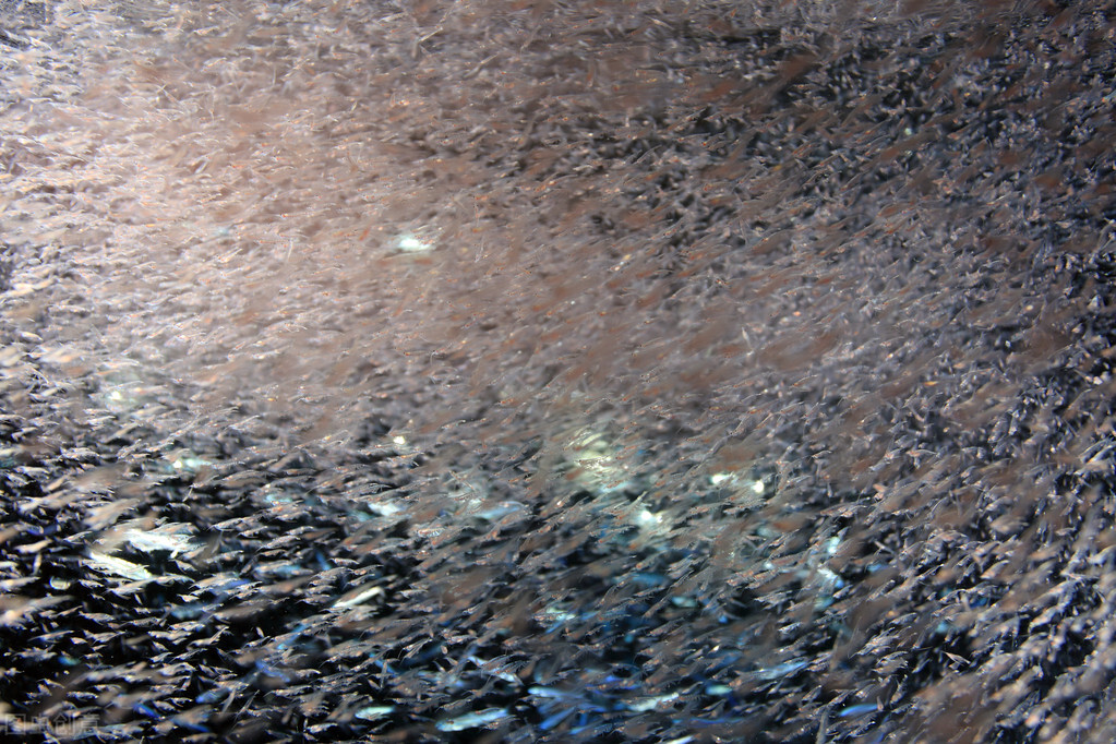 南极磷虾约10亿吨数量惊人的原因,南极磷虾数量减少最主要原因