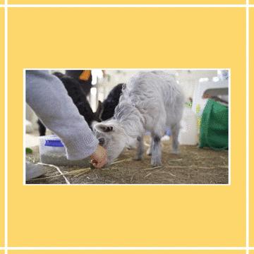 可瑞康原装进口奶粉,可瑞康奶粉澳洲价格