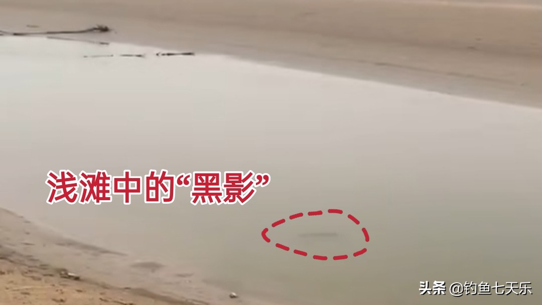 冬钓野河没口,冬季浅水野塘钓鲫鱼没有口