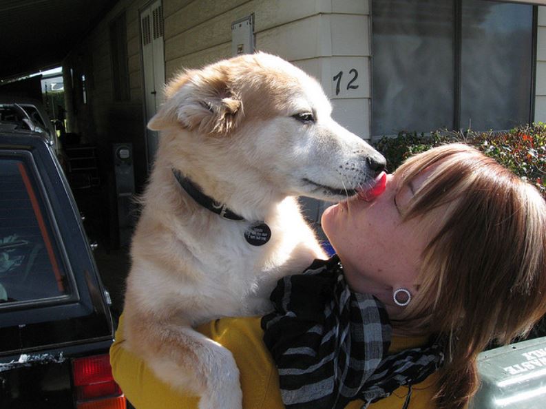 狗狗爱上你的5个表现,狗狗爱情表白暗语