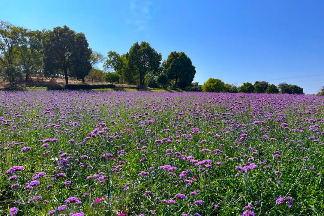 抓住春天的尾巴鸟语花香,抓住花海的尾巴