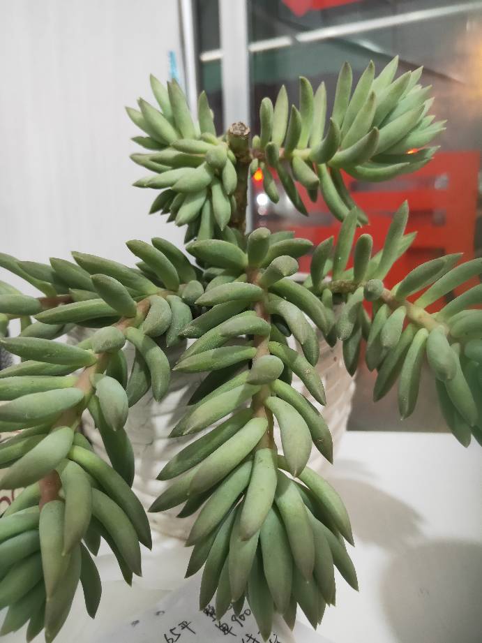 不易徒长易上色的阳台多肉,容易徒长的多肉有哪些