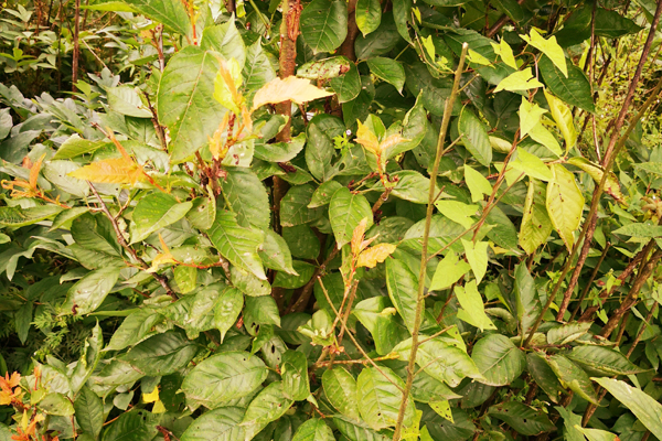 樱桃树补枝,樱桃树幼果期补铁