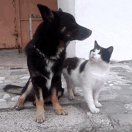 开心一刻gif搞笑动图,搞笑gif段子看起来能量满满