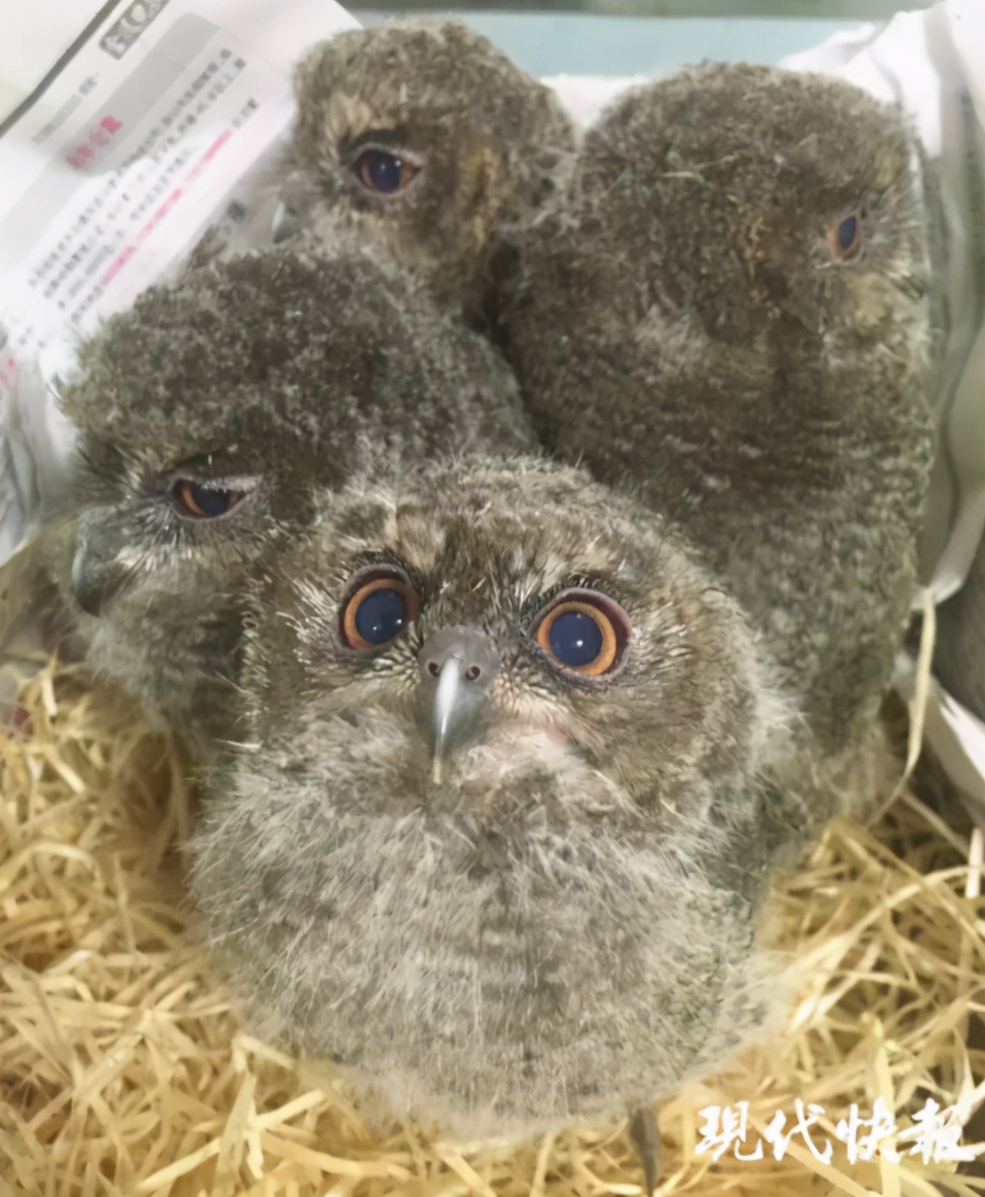 有多少南京人，获得过猫头鹰的祝福