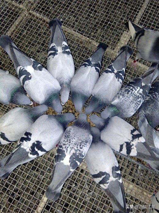 赛鸽公棚赛事的感言,信鸽配对的感言