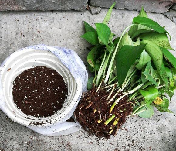 养绿萝浇什么肥料长得好,绿萝用什么肥料怎么养才能更旺盛