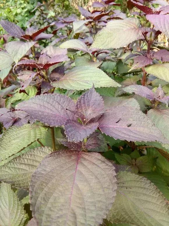 春天养一盆草花,养这4种花放松安神能睡更香