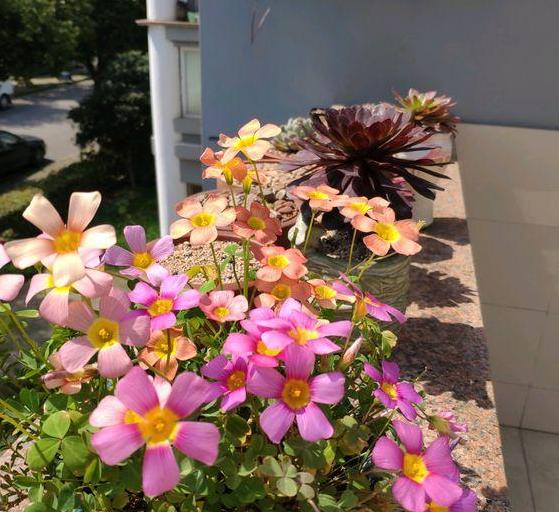 幸运草块根,幸运草悄然而生