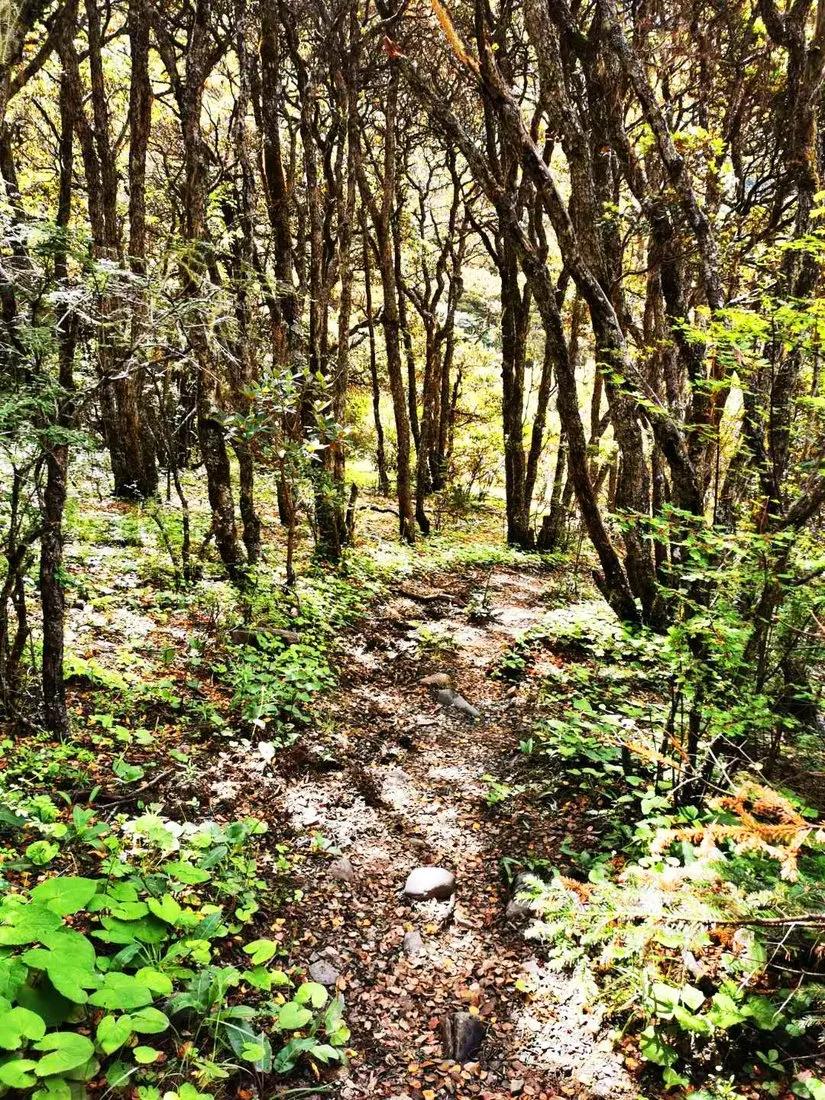 贡嘎山的徒步,贡嘎雪山大环线徒步游记