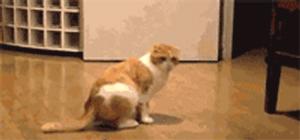 猫的姿态美,猫的姿态怎么描写