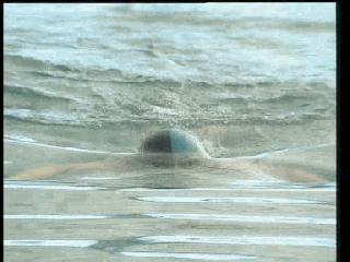 蛙泳腿部翻脚错误纠正,蛙泳在水中腿部翻脚忘记了怎么办