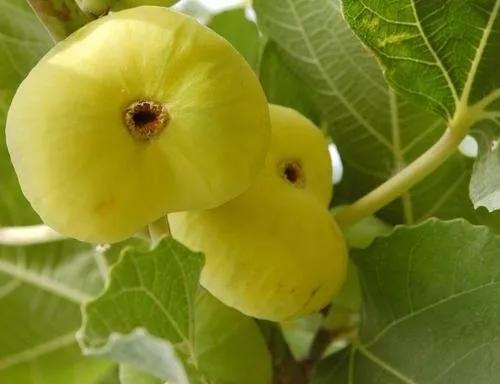 各种常吃水果名和图片,喜欢吃水果了解水果种类